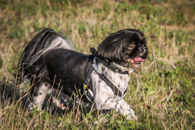 Side view of a dog on field