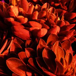 Close-up of red rose