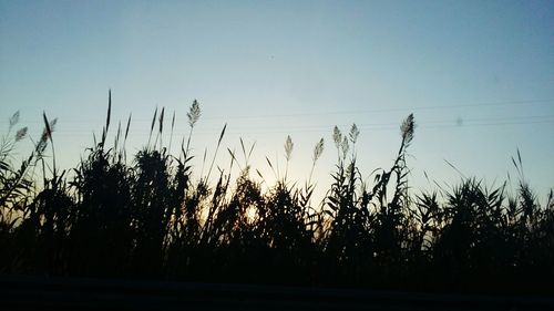 Silhouette plants against clear sky during sunset