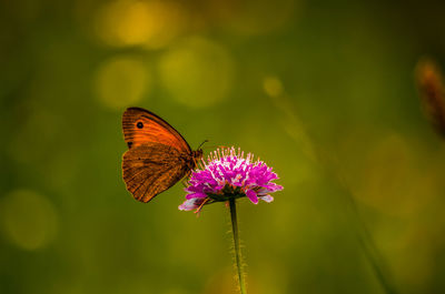 Close-up of butterfly pollinating flower
