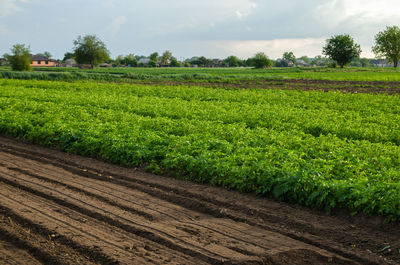 Potato plantation and a field with loosened soil. loose crushed moist soil after cultivating