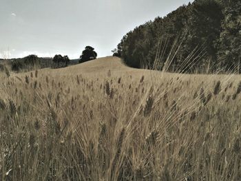 Close-up of wheat field against sky