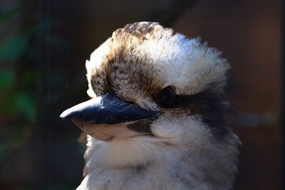 Close-up of a bird