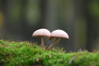 Close-up of mushroom growing on field