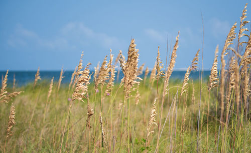 Close-up of stalks in field against sky