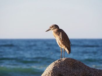 Seagull perching on a sea