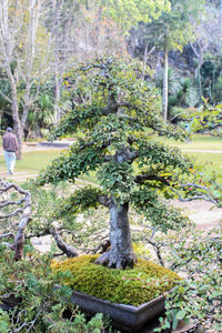 Close-up of plants against trees