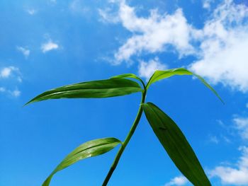 Low angle view of plant against blue sky