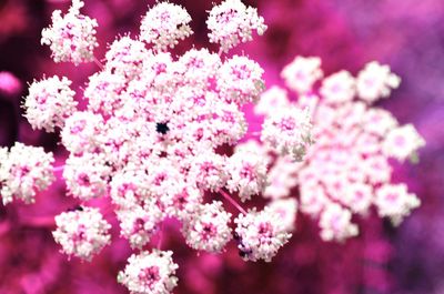 Close-up of pink flowers