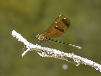 Close-up of butterfly on leaf