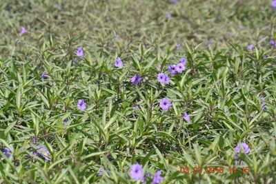 Purple crocus flowers blooming on field