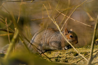 Close-up of squirrel