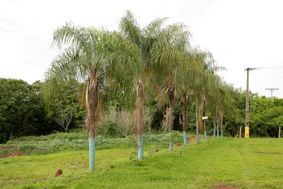 Trees growing on field against sky