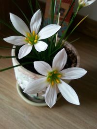 Close-up of white flower