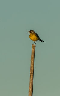 Bird perching on wooden post