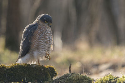 Bird perching on moss