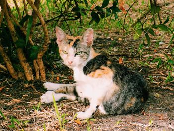 Portrait of cat sitting on field