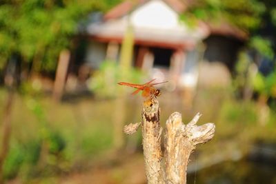 Close-up of insect on plant