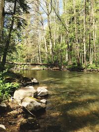 Stream flowing through rocks in forest