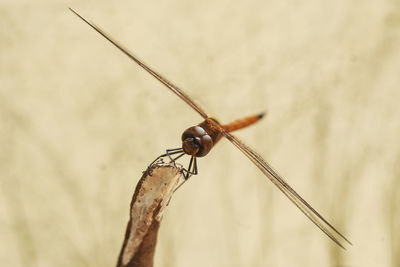 Damselflies on plants