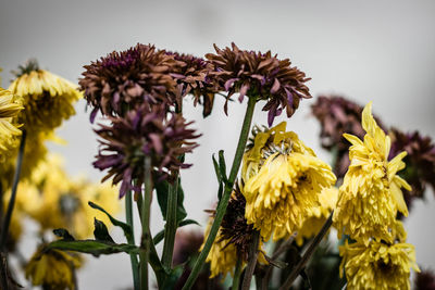 Close-up of wilted flowering plant against sky