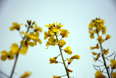 Low angle view of yellow flowering plant against sky