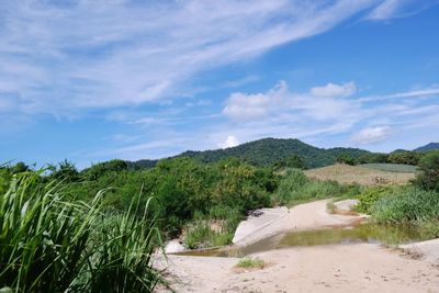 Scenic view of road amidst trees against sky