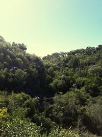 Trees in forest against clear sky