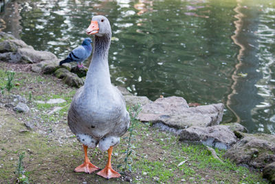 Duck on lakeshore
