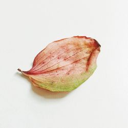 Close-up of leaf over white background