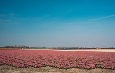 Scenic view of field against blue sky