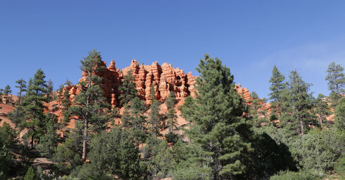 Low angle view of trees against clear blue sky