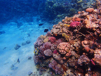 View of coral in sea