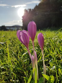 Close-up of pink crocus flowers on field