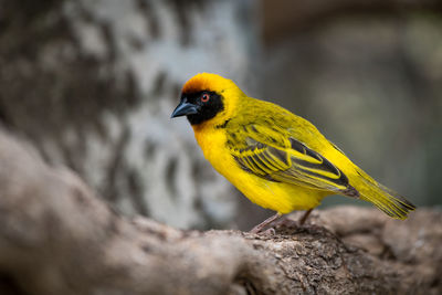 Yellow bird perching on branch