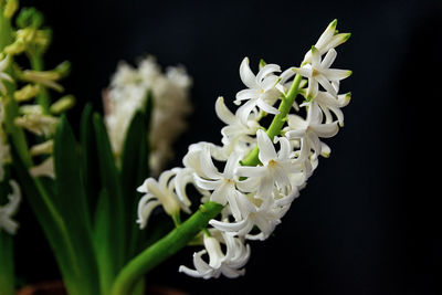 Close-up of white flowers on black background
