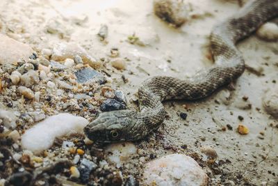 High angle view of lizard on sand