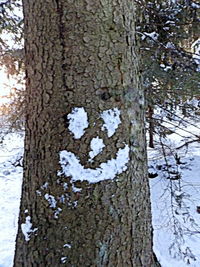 Close-up of tree trunk in winter