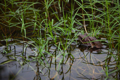 Plants growing in a lake