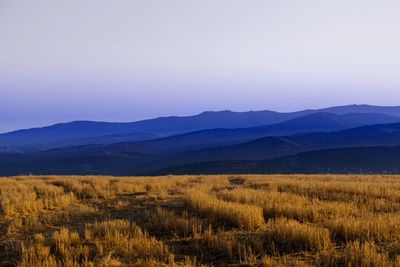 Scenic view of field against clear sky