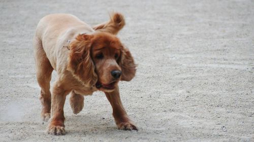 Dog looking away