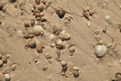 Close-up of pebbles on sand