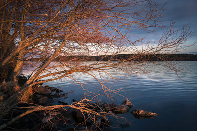 Bare tree by lake against sky