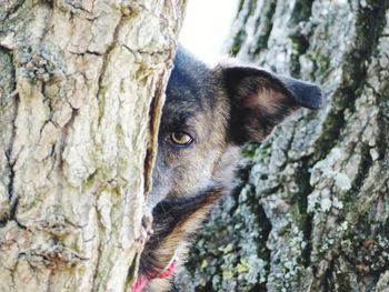 Close-up portrait of a dog on tree trunk