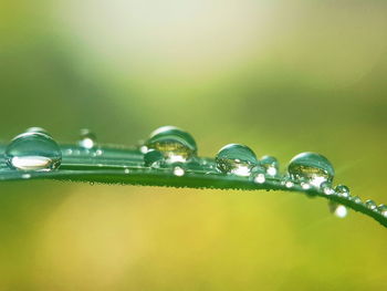 Close-up of water drops on plants