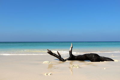 Dead tree on beach against sky