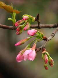 Close-up of pink flower buds on branch