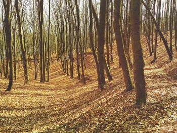 Trees in forest