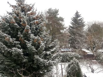 Trees on snow covered landscape