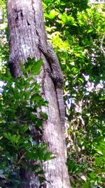 Close-up of tree trunk